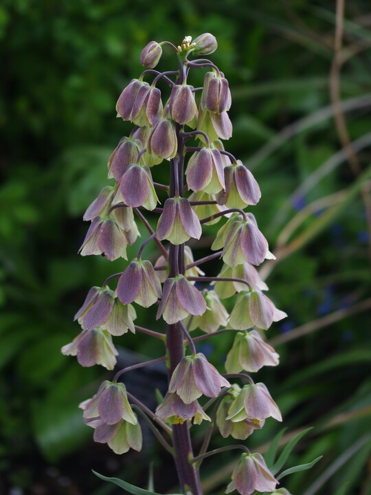 Fritillaria persica ‘Green Dreams’ - Beth Chatto’s Plants & Gardens