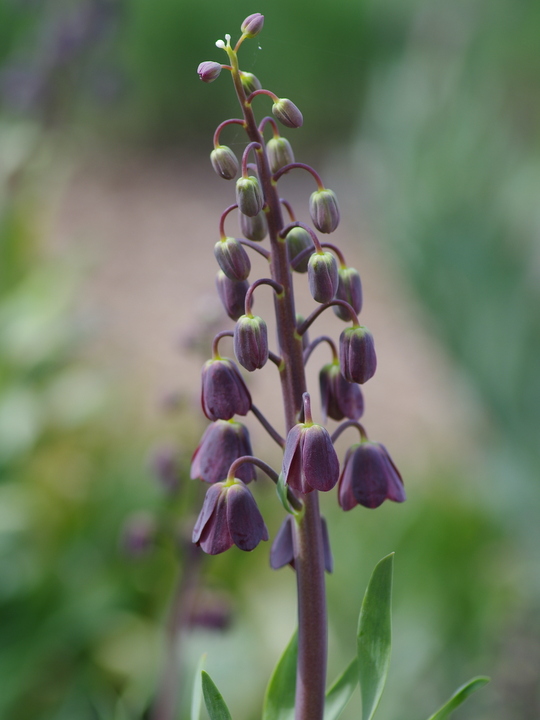 Fritillaria persica 'Senkoy' (DB)