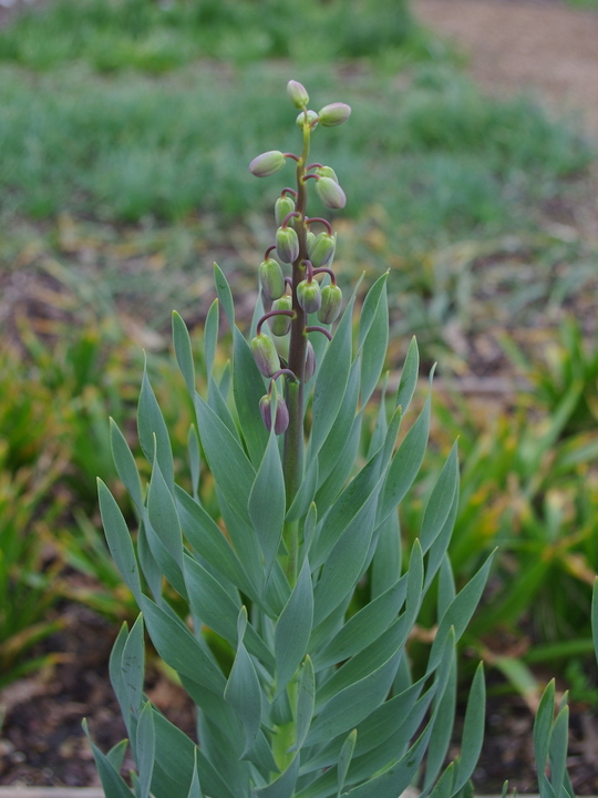 Fritillaria persica 'Senkoy' (DB)