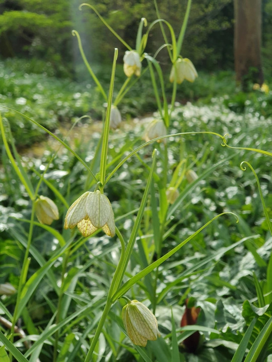Fritillaria thunbergii