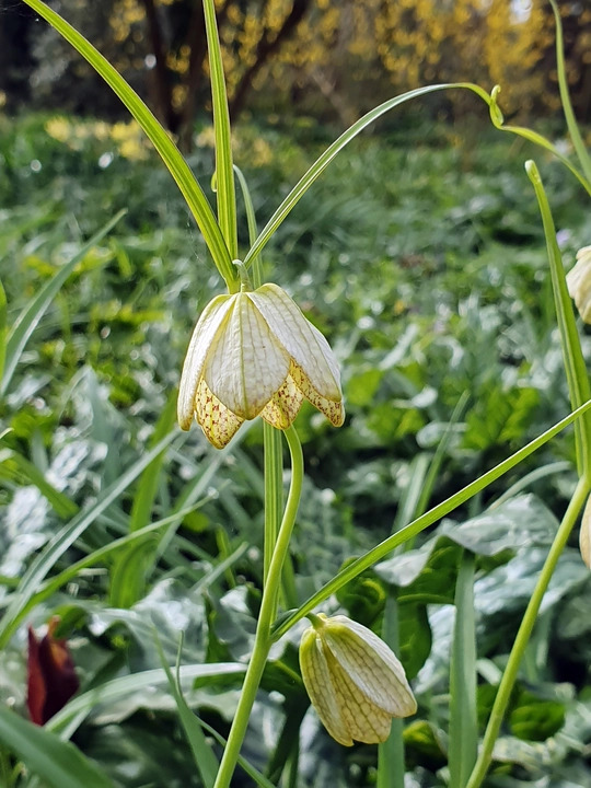 Fritillaria thunbergii