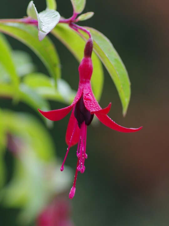 Fuchsia 'Dying Embers'