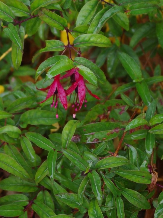 Fuchsia 'Dying Embers'