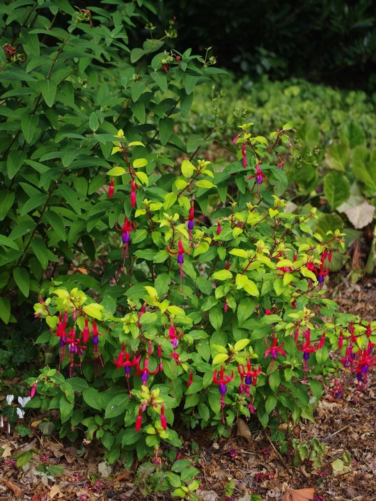 Fuchsia 'Genii'