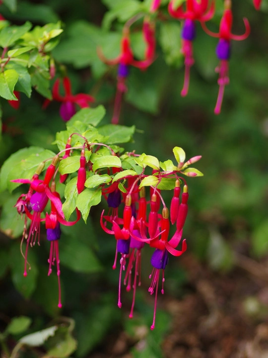 Fuchsia 'Genii'