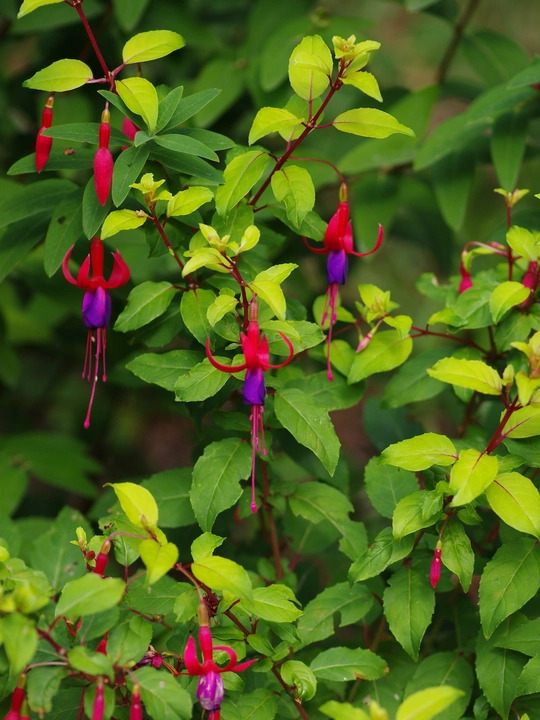 Fuchsia 'Genii'