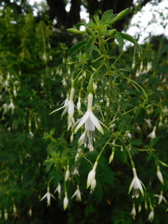 Fuchsia 'Hawkshead'