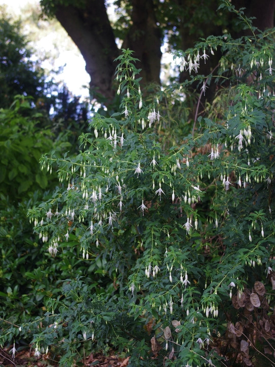 Fuchsia 'Hawkshead'