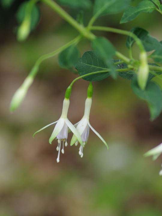 Fuchsia 'Hawkshead'