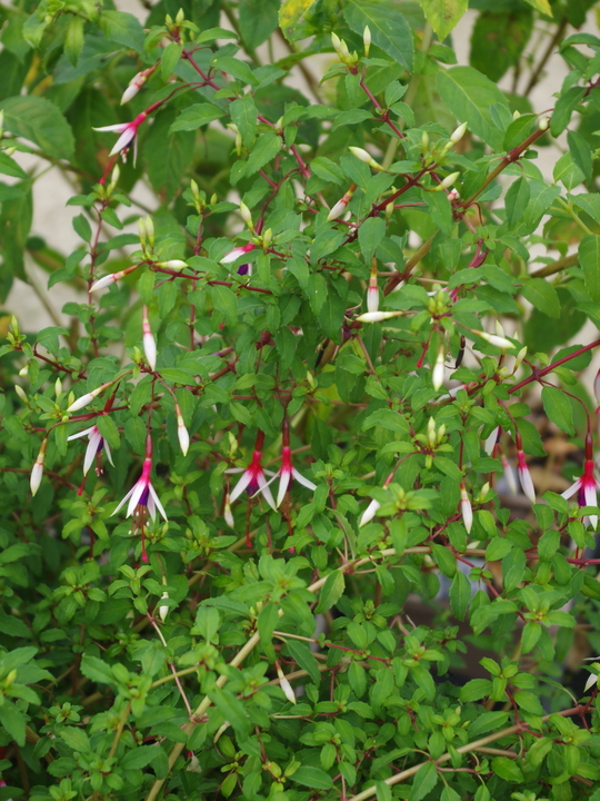 Fuchsia magellanica 'Logan Woods'