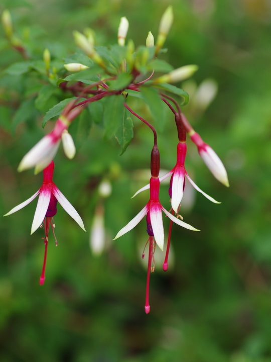 Fuchsia magellanica 'Logan Woods'