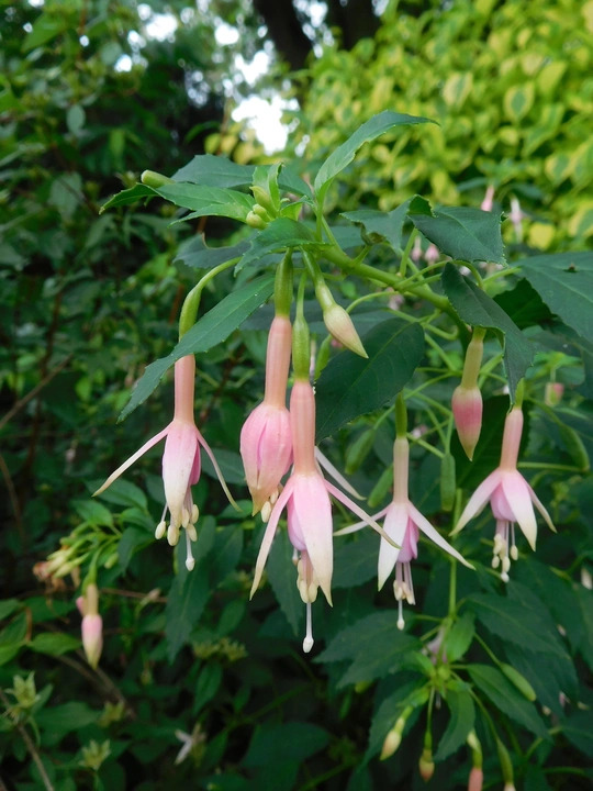 Fuchsia 'Whiteknights Pearl'