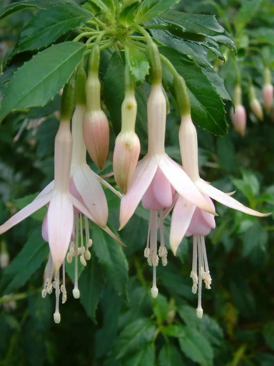 Pots and Planters Collection - Shade 