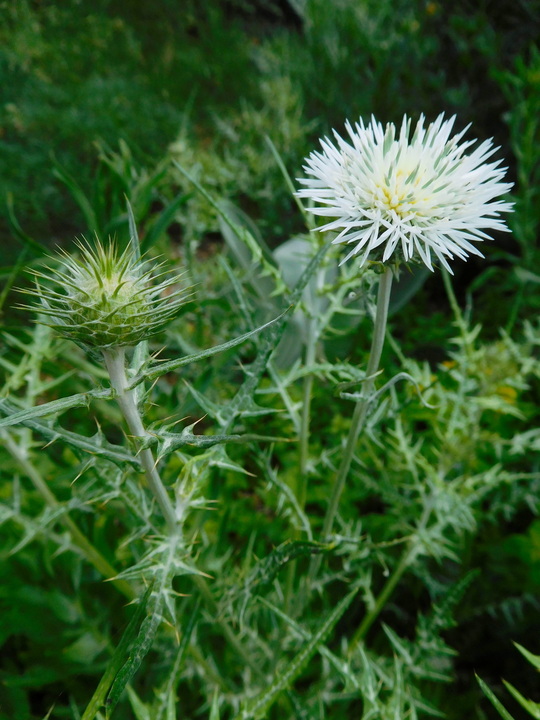 Galactites tomentosus white-flowered