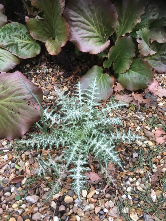 Galactites tomentosus white-flowered