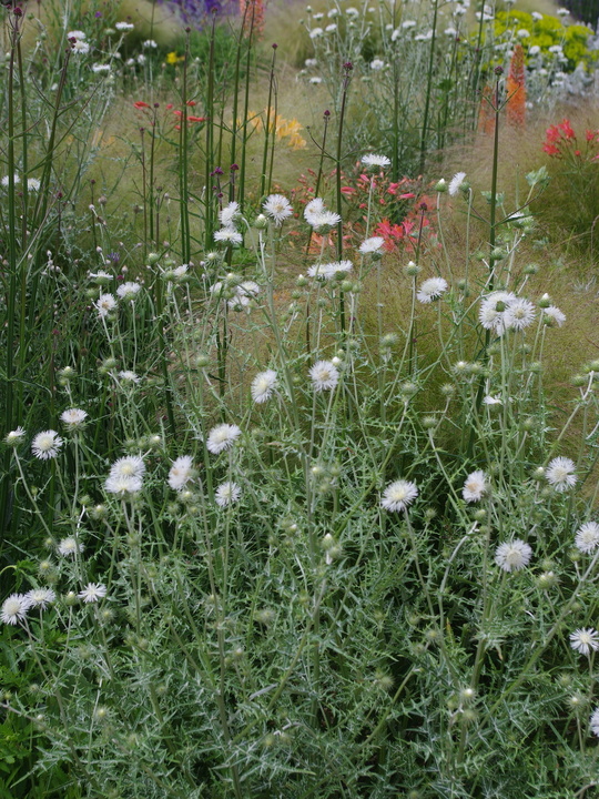 Galactites tomentosa 'Alba'