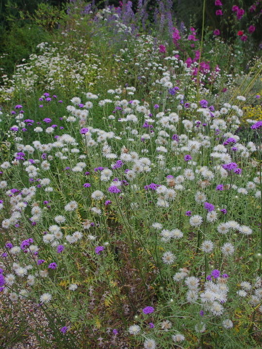 Galactites tomentosa 'Alba'