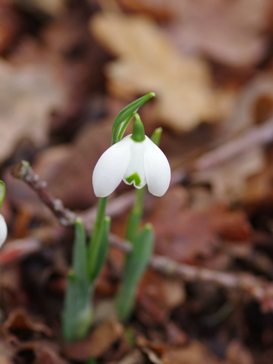 Galanthus 'Ailwyn'