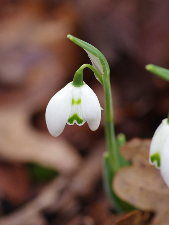 Galanthus 'Ailwyn'