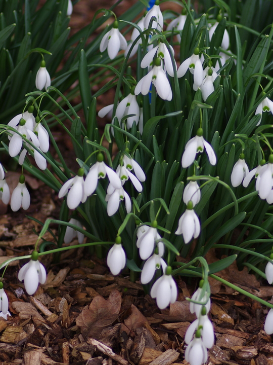 Galanthus 'Benton Magnet'