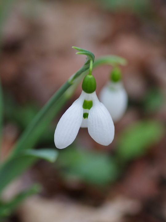 Galanthus elwesii 'Lodestar'