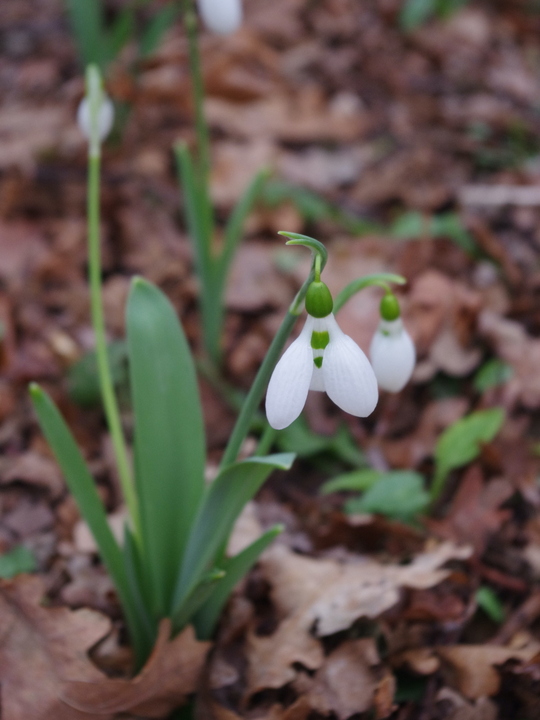 Galanthus elwesii 'Lodestar'