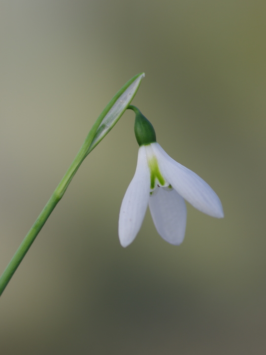 Galanthus elwesii 'Peter Gatehouse'