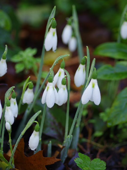 Galanthus elwesii 'Peter Gatehouse'