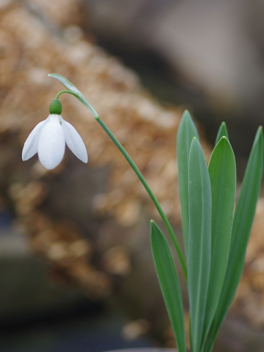 Galanthus elwesii var. elwesii 'Maidwell L'