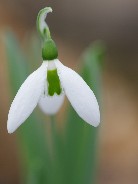 Galanthus elwesii var. elwesii 'Maidwell L'