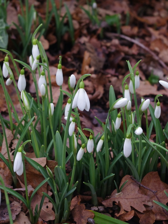 Galanthus 'James Backhouse' - The Beth Chatto Gardens