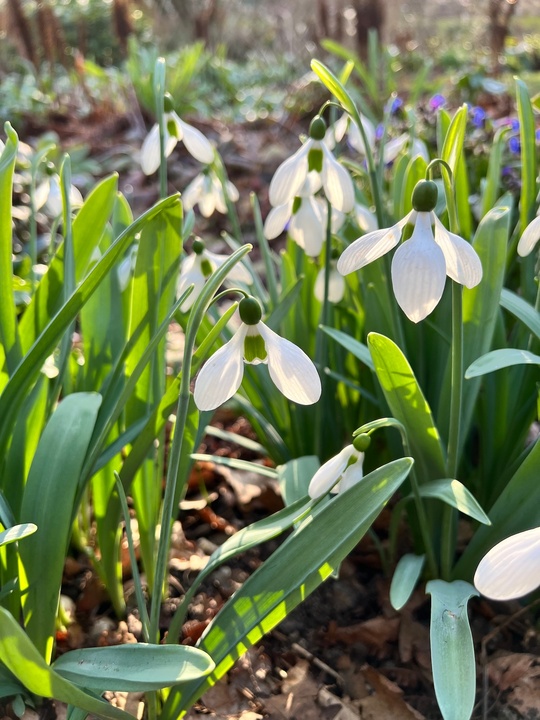 Galanthus 'Melanie Broughton'