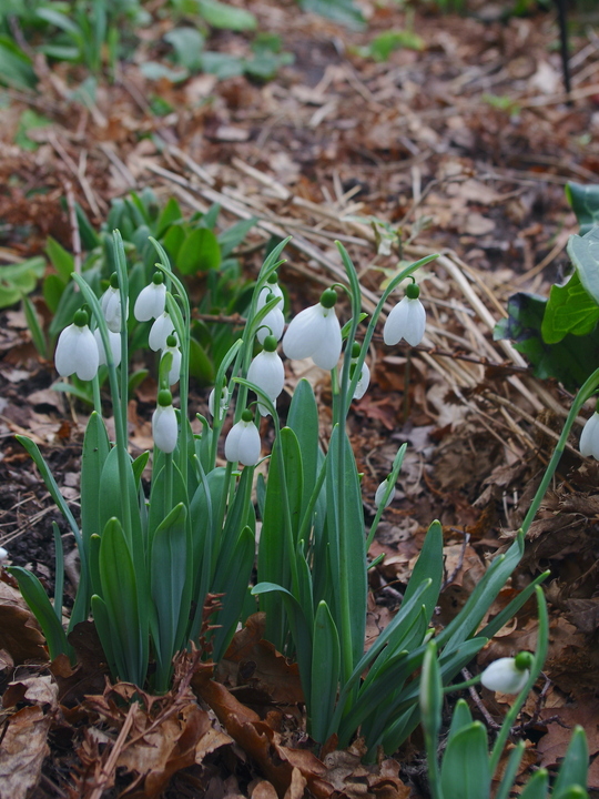 Galanthus 'Melanie Broughton'