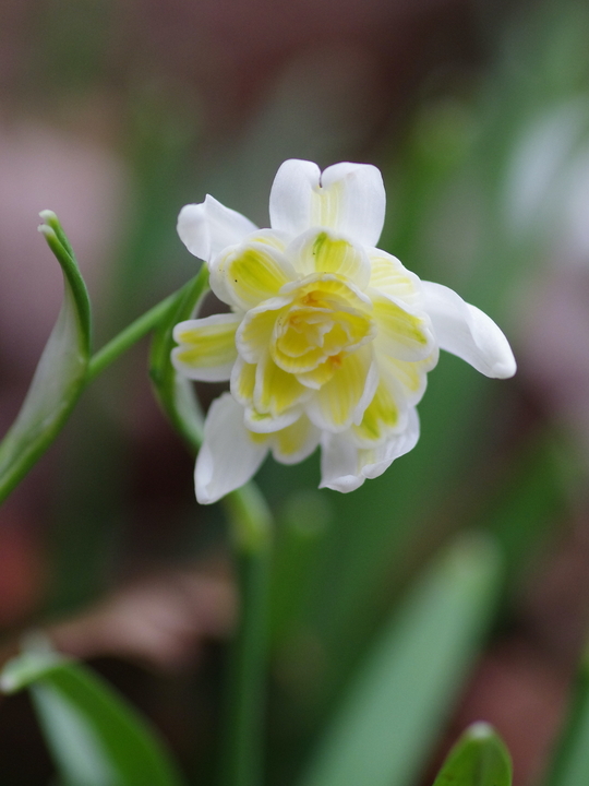 Galanthus nivalis f. pleniflorus 'Lady Elphinstone'