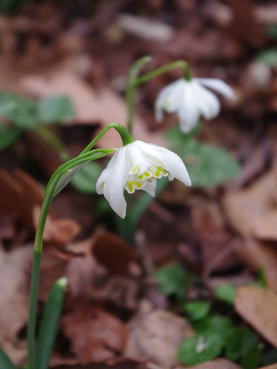 Galanthus nivalis f. pleniflorus 'Lady Elphinstone'