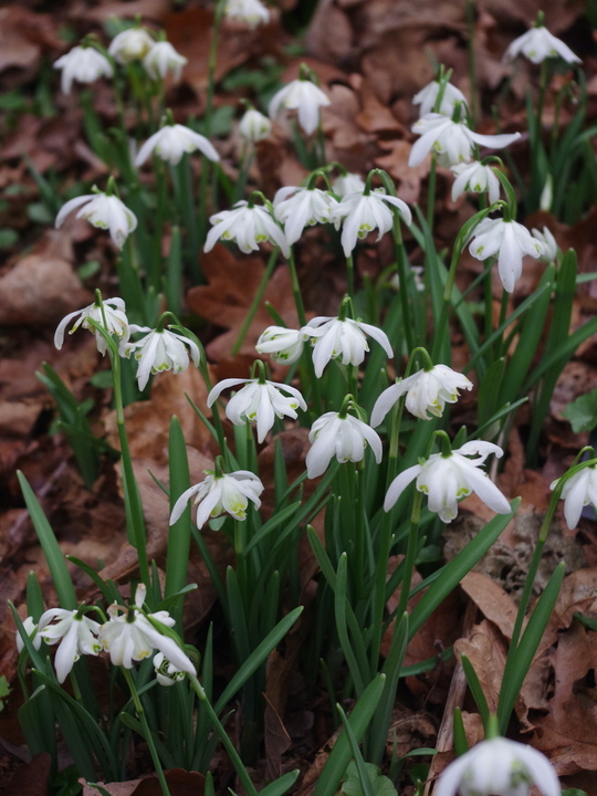 Galanthus nivalis f. pleniflorus 'Lady Elphinstone'