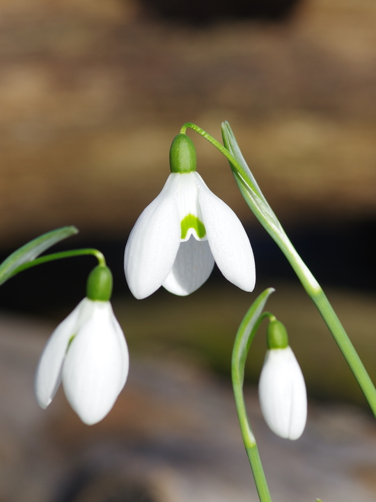 Galanthus 'William Thomson'