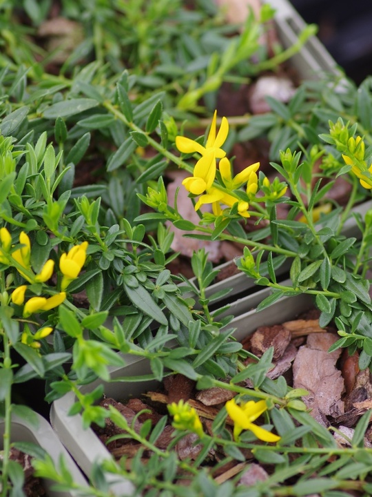 Genista pulchella subsp. villarsii