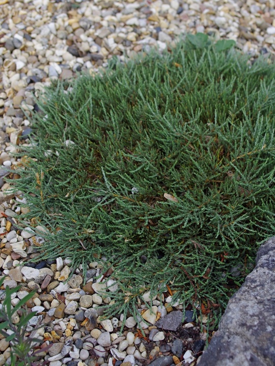 Genista pulchella subsp. villarsii