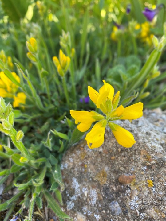 Genista sagittalis