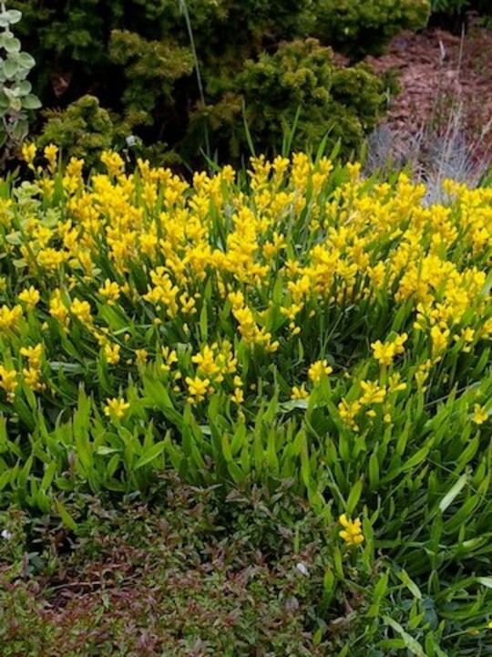 Genista sagittalis