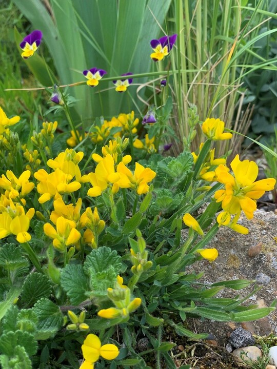 Genista sagittalis