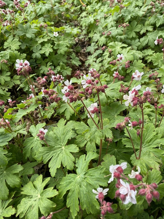 Geranium macrorrhizum 'Album'