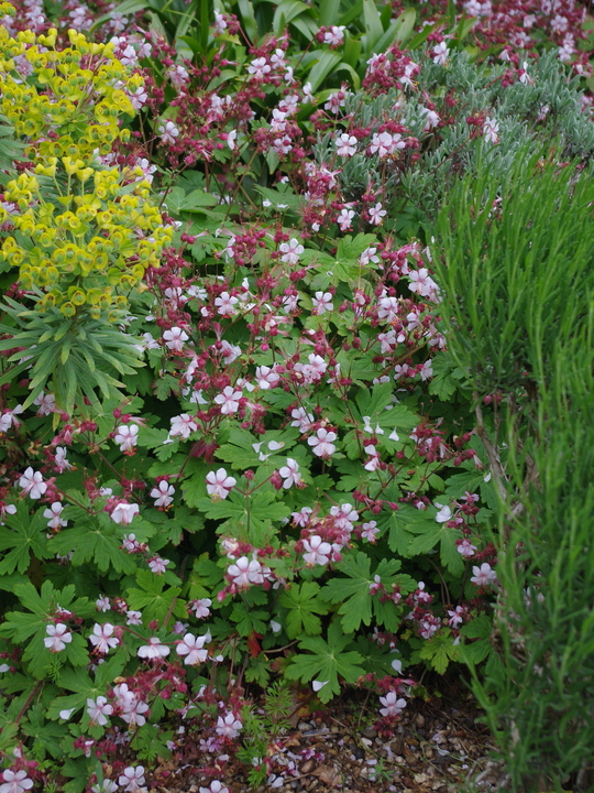 Geranium macrorrhizum