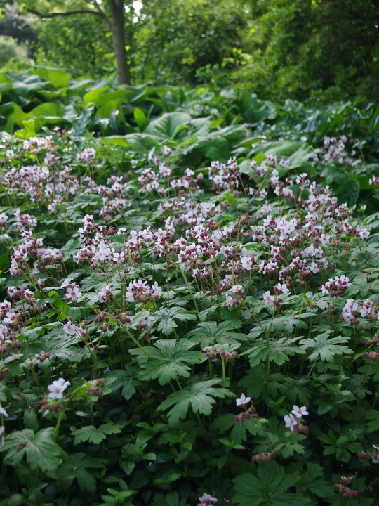 Geranium macrorrhizum 'Album'
