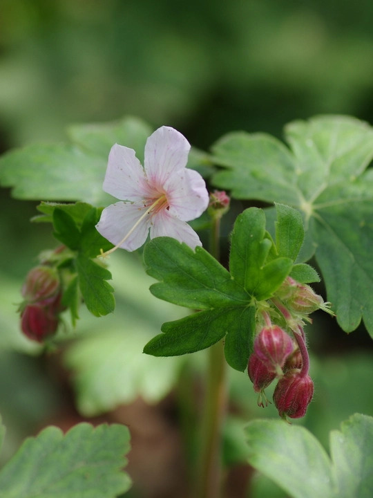 Geranium macrorrhizum 'Album'