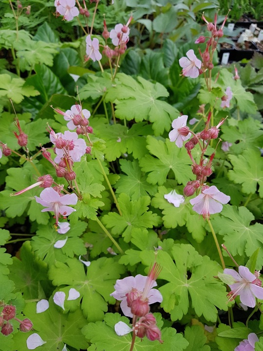 Geranium macrorrhizum