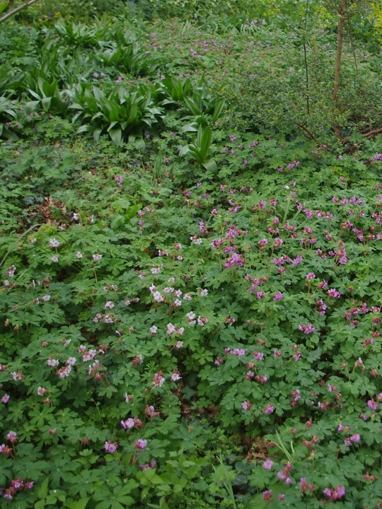 Geranium macrorrhizum