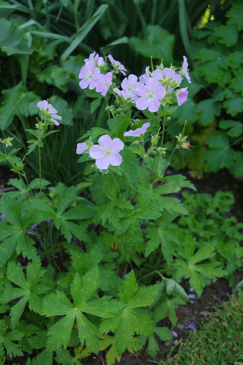 Geranium 'Beth Chatto' - The Beth Chatto Gardens