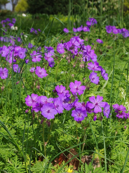 Geranium malviflorum